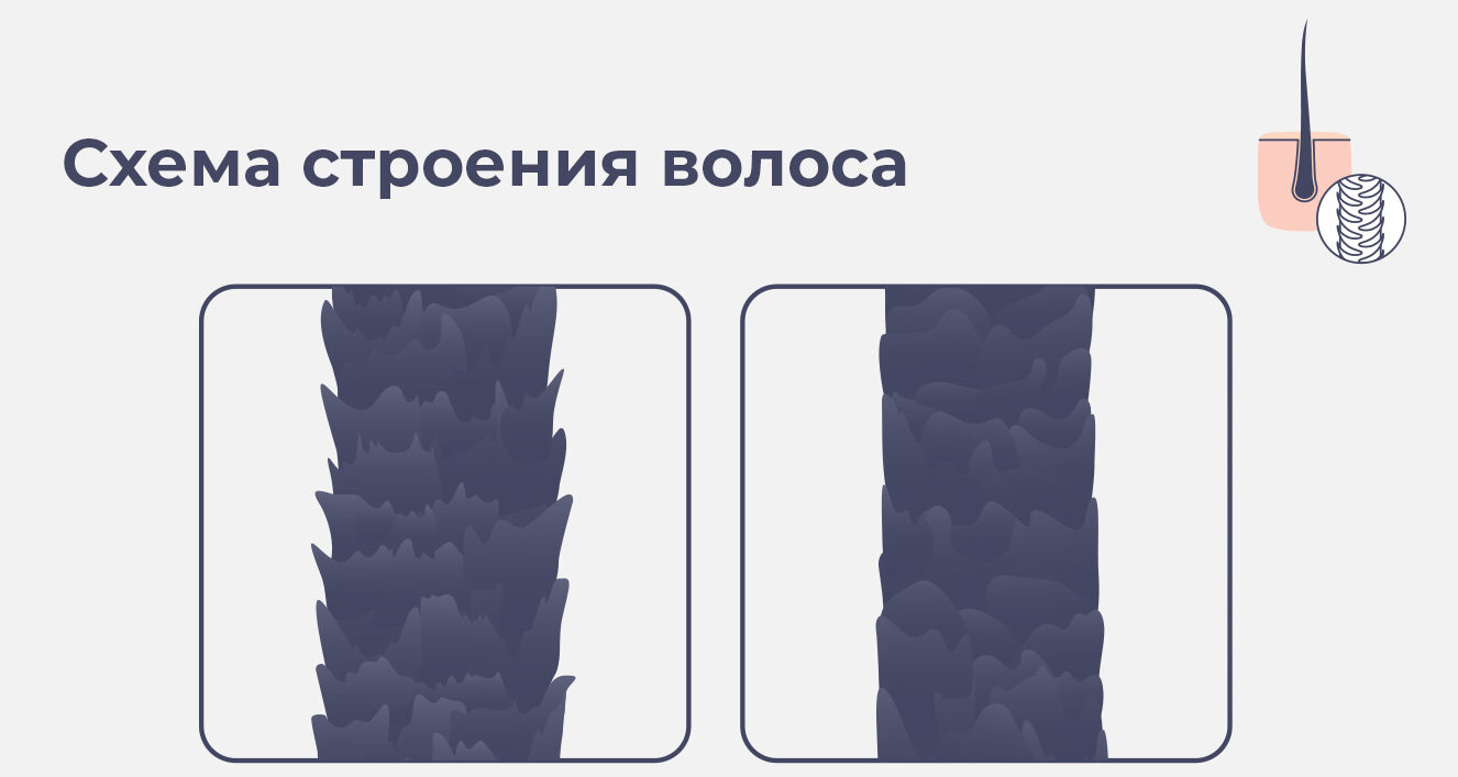 Строение волоса