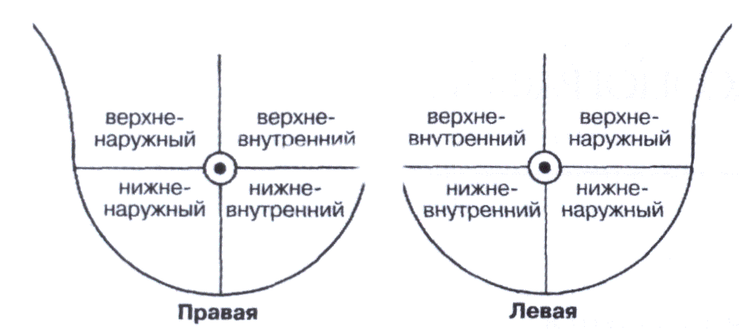 Схема деления молочной железы на квадранты