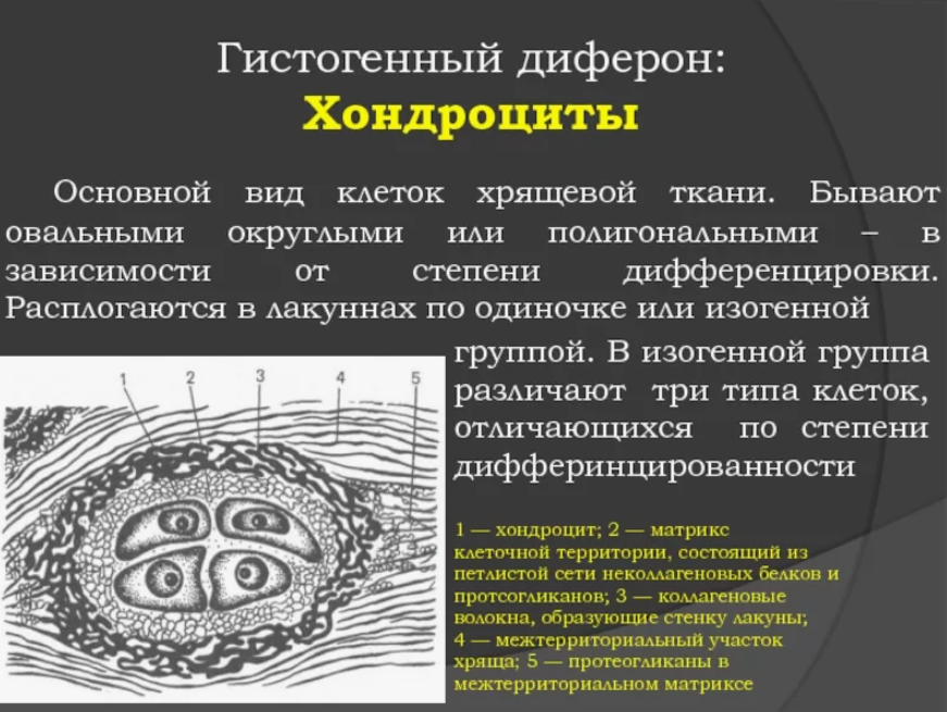хондроцит